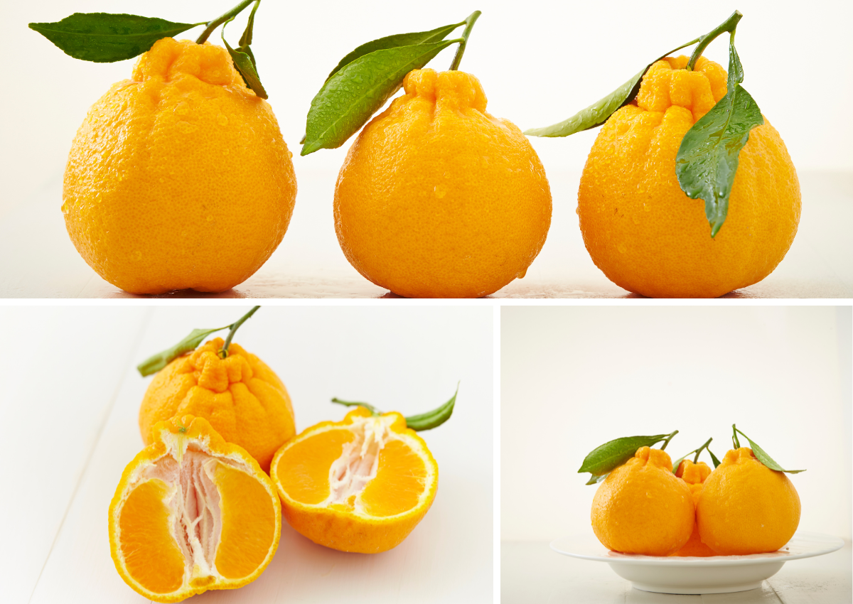 sumo-citrus-images
