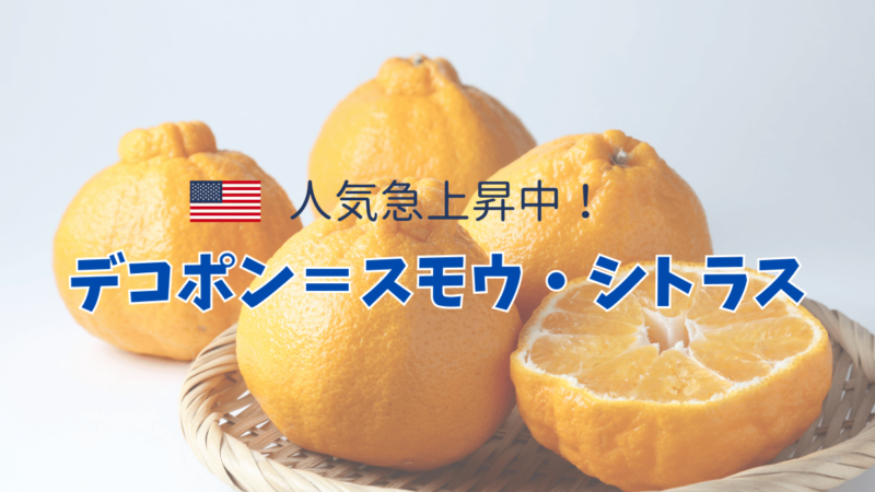 アメリカのデコポンは、「SUMO CITRUS（相撲シトラス）」と呼ばれている！？