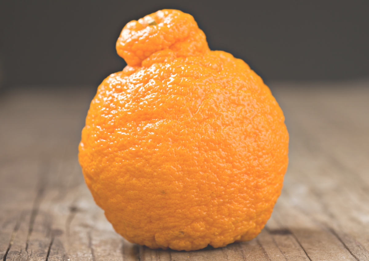 sumo-citrus-image