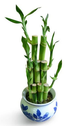 lucky-bamboo